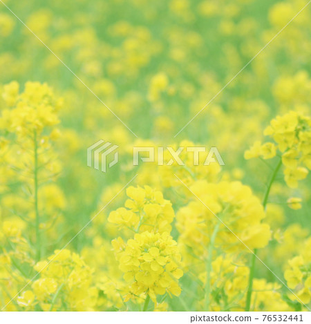 Rapeseed field Rapeseed field 76532441