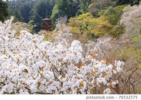 院內盛開的長谷寺櫻花 76532575