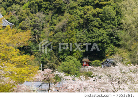Hase-dera cherry blossoms in full bloom in the precincts Hase-dera cherry blossoms in full bloom in the precincts 76532613