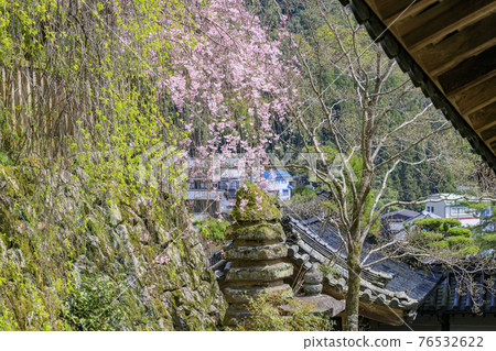 院內盛開的長谷寺櫻花 院內盛開的長谷寺櫻花 76532622