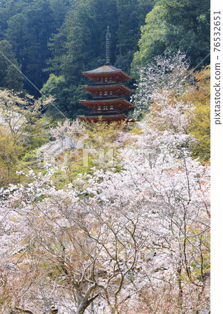 院內盛開的長谷寺櫻花 院內盛開的長谷寺櫻花 76532651