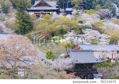 院內盛開的長谷寺櫻花 76532675