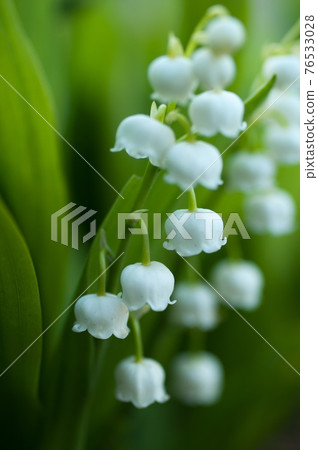 Lily of the valley bell 76533028