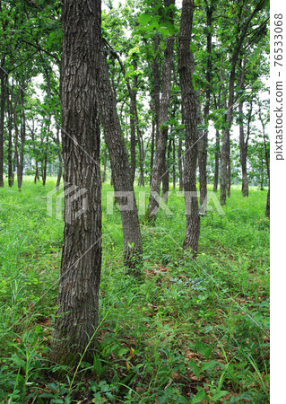 北海道中町藝術村 北海道中町藝術村 76533068