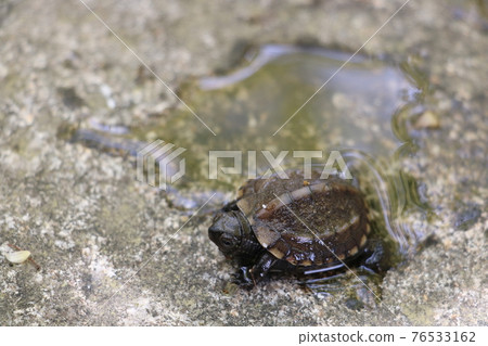 Reeve's turtle juvenile 76533162