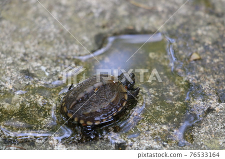 Reeve's turtle juvenile 76533164