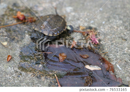 Reeve's turtle juvenile 76533165