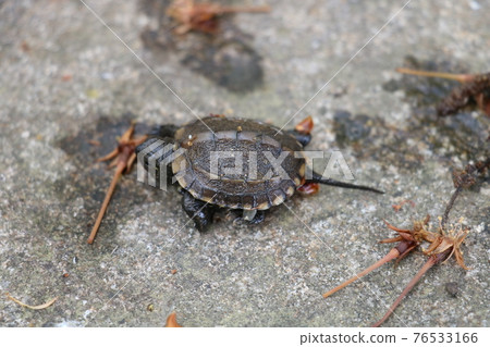Reeve's turtle juvenile Reeve's turtle juvenile 76533166