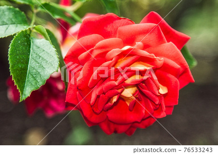 A rose garden A rose garden 76533243