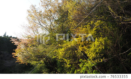 Cherry blossoms and fresh green Cherry blossoms and fresh green 76533355