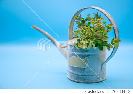 Fashionable tin watering can and foliage plants 76533460