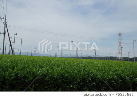 Iruma tea plantation 76533685