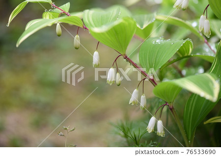 所羅門印章之花(雜色甜心) 所羅門印章之花(雜色甜心) 76533690