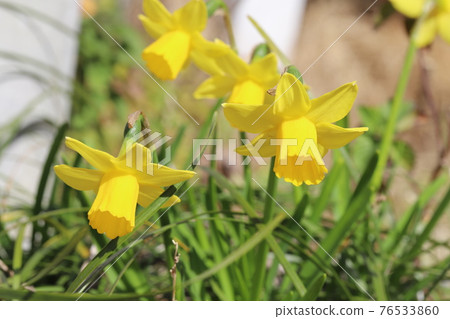 早春花壇盛開的迷你水仙花 Tetate 黃色花朵 照片素材 圖片 圖庫