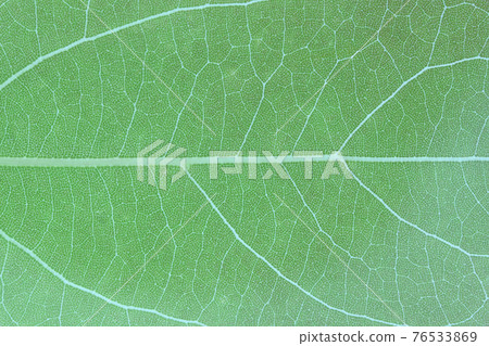 楠葉和葉脈 76533869