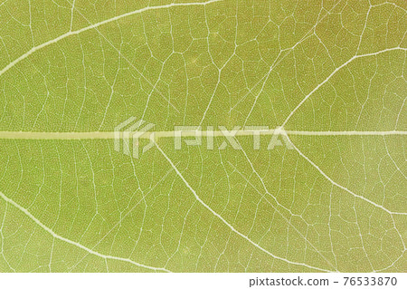 楠葉和葉脈 楠葉和葉脈 76533870