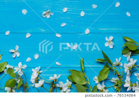 on blue boards cherry blossom branches, white flowers, spring concept 76534064