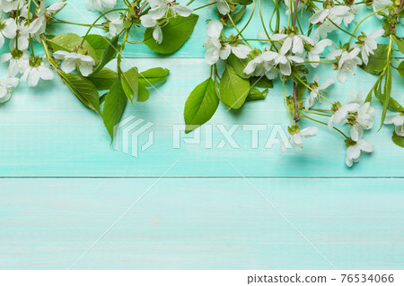 on turquoise boards lie branches with white flowers, horizontal layout, the concept of spring, copy space on turquoise boards lie branches with white flowers, horizontal layout, the concept of spring, copy space 76534066