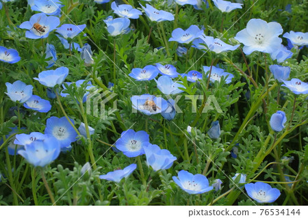 Nemophila bee 76534144