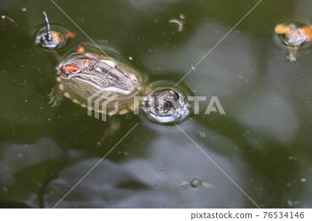 Reeve's turtle juvenile 76534146