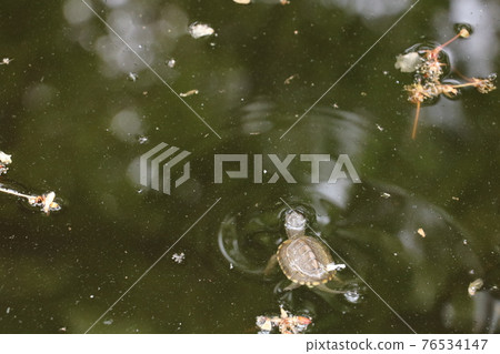 Reeve's turtle juvenile back view 76534147
