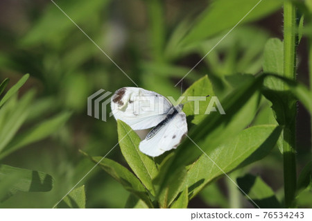 一隻菜粉蝶在草叢陰涼處休息翅膀（戶外田野昆蟲微距攝影） 76534243