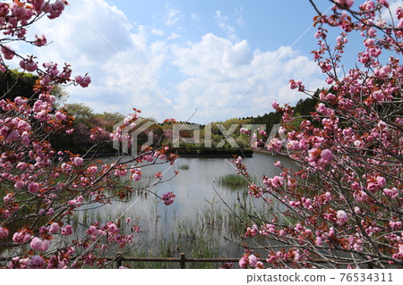 霞浦市戶澤公園（池塘）的春景 76534311