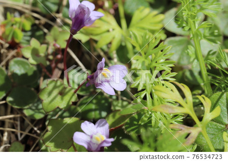 Light purple flowers of Kenilworth Ivy blooming in the garden in early spring 76534723