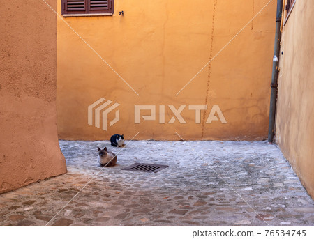 Couple of homeless cats on a narrow street in an italian city Couple of homeless cats on a narrow street in an italian city 76534745