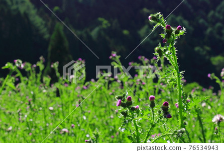 美麗的野花第2104話：花草編織的式子第2104話 76534943