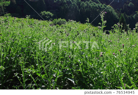 Beautiful wildflowers part 2104: Shikishi woven by flowers and plants part 2104 76534945