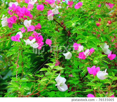 Beautiful wildflowers part 2104: Shikishi woven by flowers and plants part 2104 Beautiful wildflowers part 2104: Shikishi woven by flowers and plants part 2104 76535005