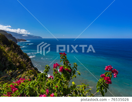 Flowers on coast in Boaventura - Madeira Portugal 76535026