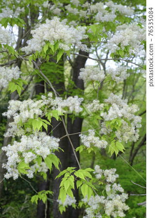 Aodamo trees and flowers that grow naturally in the forest 76535084