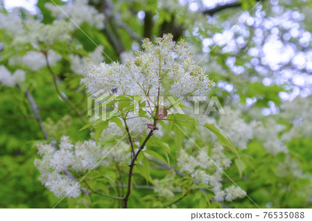 Aodamo trees and flowers that grow naturally in the forest 76535088