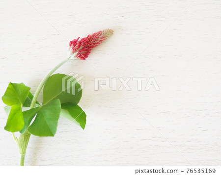 深紅色的三葉草花 76535169