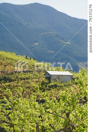 和歌山縣伊東區葛城町新綠柿田，城之川果品線 76535276