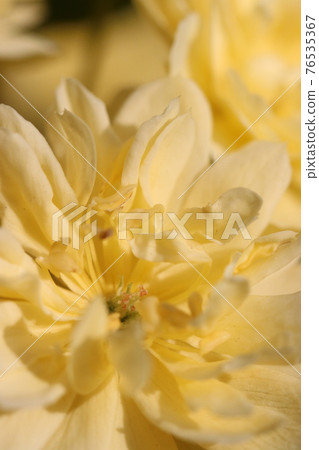 Up of yellow lady bank's rose flower 76535367