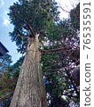 Osugi (100 selections of Tochigi famous trees) at the inner shrine of Takeyama Hone Shrine 76535591