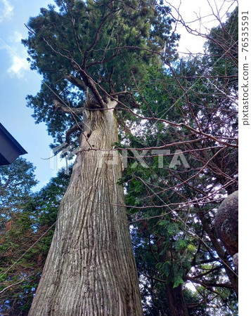 Osugi (100 selections of Tochigi famous trees) at the inner shrine of Takeyama Hone Shrine 76535591