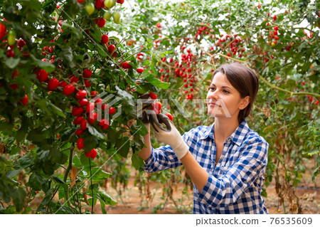 Female farmer harvesting red grape tomatoes in greenhouse Female farmer harvesting red grape tomatoes in greenhouse 76535609