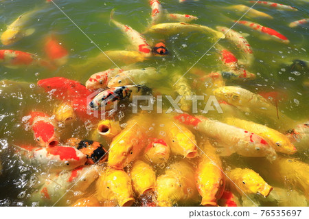 Okayama Korakuen Sawa no Ike Nishikigoi Okayama Korakuen Sawa no Ike Nishikigoi 76535697