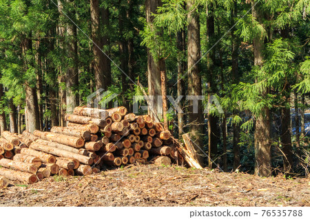 減少雪松木形象 減少雪松木形象 76535788