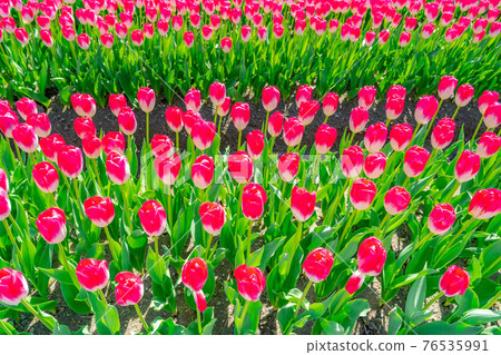 旭船川春季四重奏組[富山縣] 76535991