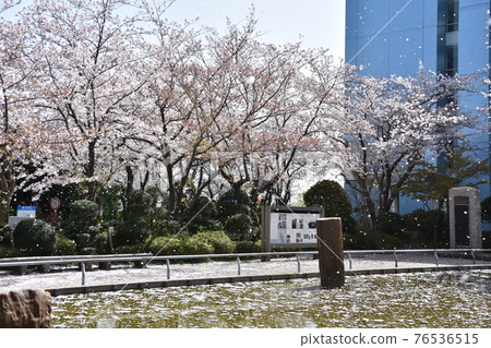 Scattering cherry blossoms and the old Sagamigawa bridge pier Chigasaki City Scattering cherry blossoms and the old Sagamigawa bridge pier Chigasaki City 76536515