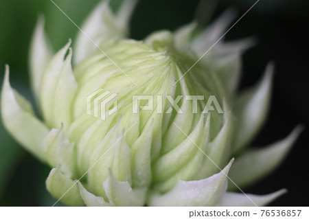 Freshly blooming clematis white flowers up 76536857