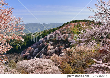 Yoshino mountain cherry tree Yoshino mountain cherry tree 76536864