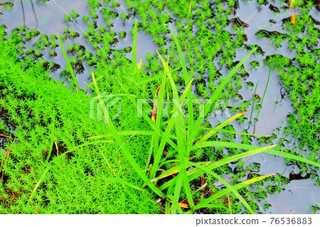 Beautiful alpine plants part 2104: Beautiful plateau colored paper woven by flowers and plants part 2104 Beautiful alpine plants part 2104: Beautiful plateau colored paper woven by flowers and plants part 2104 76536883