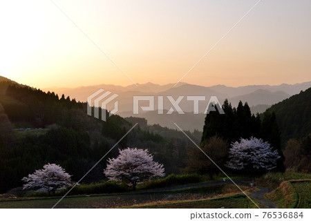 Cherry blossoms in Uda Haibarakaiba 76536884