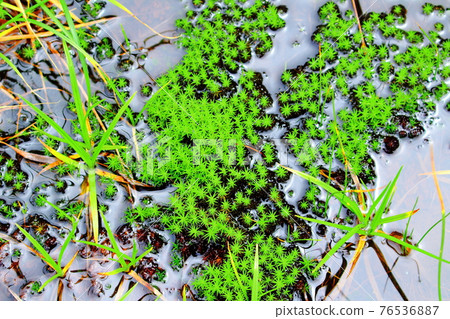 Beautiful alpine plants part 2104: Beautiful plateau colored paper woven by flowers and plants part 2104 76536887